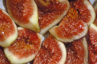 FICUS CARICA FICO
